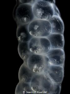 Not only are these embryonic squid (Loligo vulgaris) prot... by Jeannot Kuenzel 